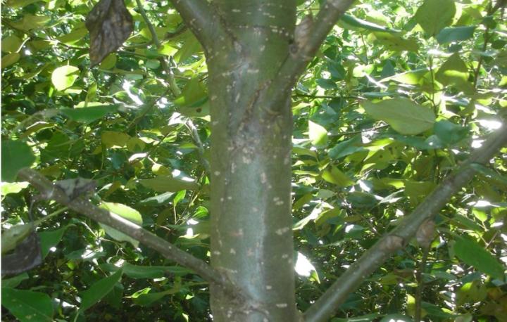 Genetic Behavior Reveals Cause of Death in Poplars Essential to Ecosystems, Industry (2 of 2)