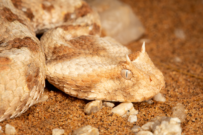 Horned_adder_(Bitis_caudalis)_Namibia_Theo_Busschau-7964.jpg