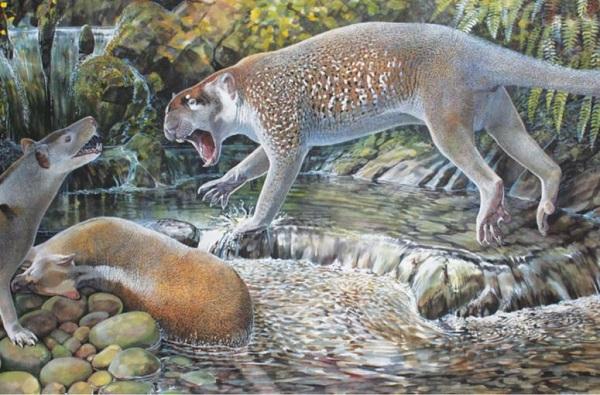 Reconstruction of <i>Wakaleo schouteni</i> Challenging the thylacinid <i>Nimbacinus dicksoni</i>