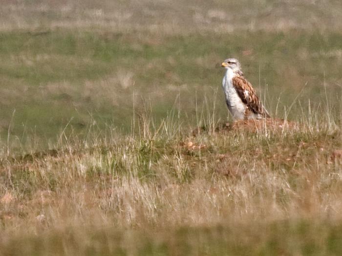 Hawk in Habitat