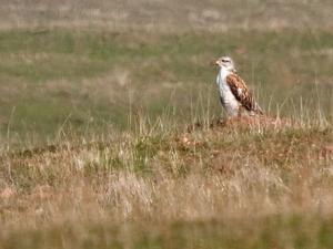 Hawk in Habitat