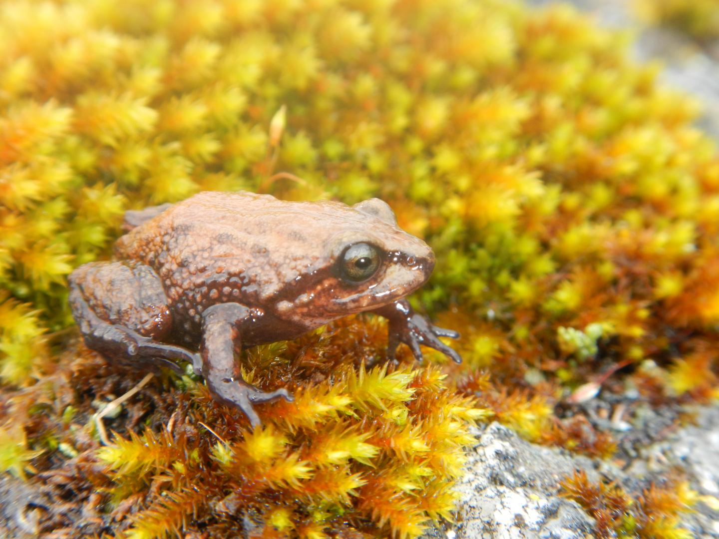 Adult Male of the New Species in the Wild