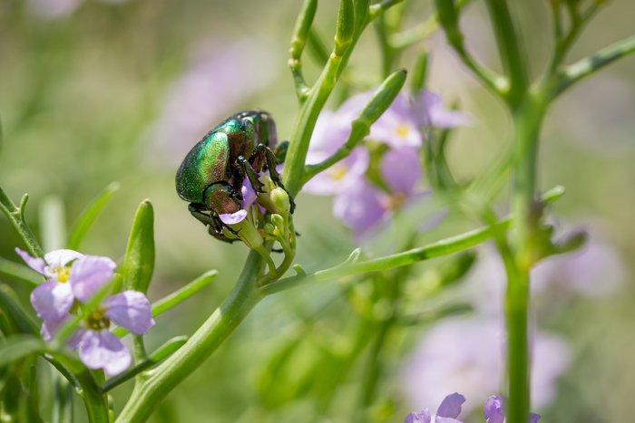 Flower chafer