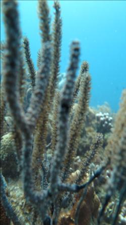 Diseased Coral