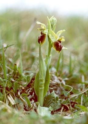 Early Spider Orchid