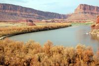 Tamarisk Plants along the Colorado River near Moab, Utah, Are Being Defoliated by the Beetle