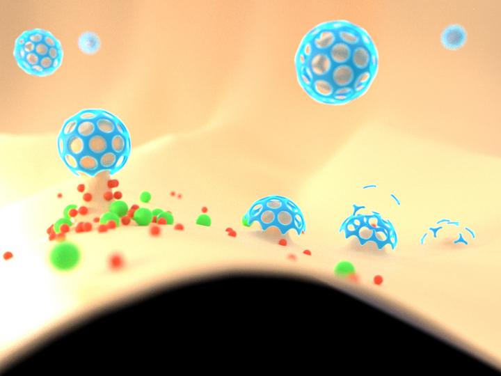 Clathrin-Mediated Endocytosis