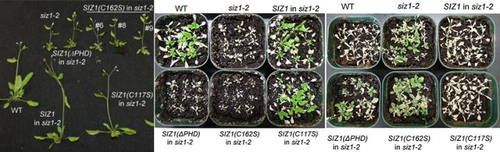 Putting a Finger on Plant Stress Response