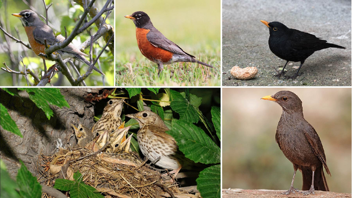 Sexual dichromatism in thrushes