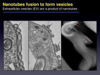 Nanotubes Fuse to Form Vesicles
