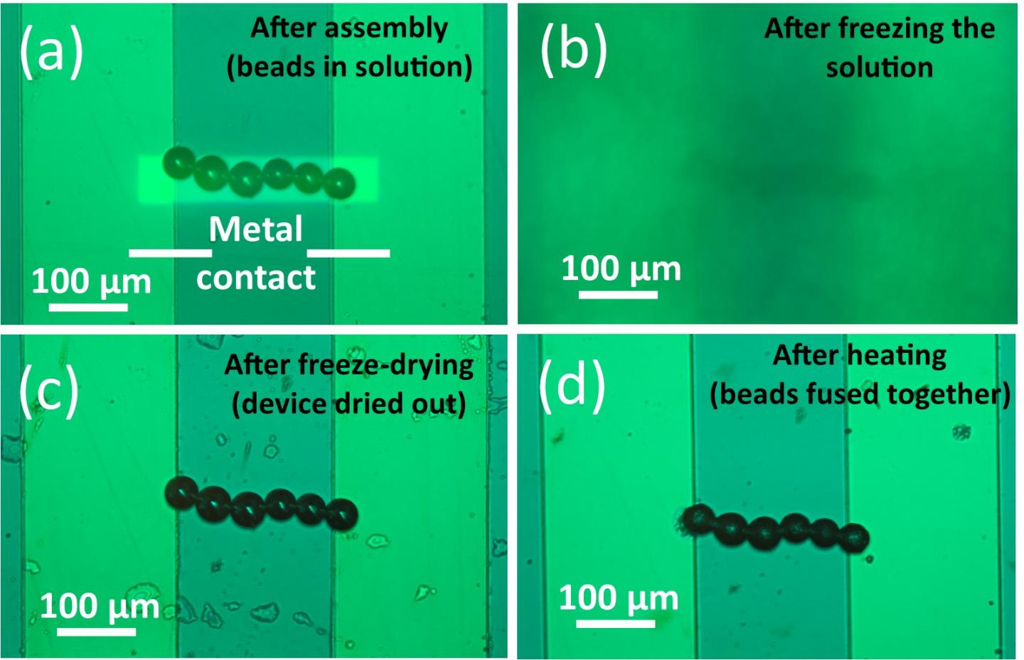 Freeze-Drying Assembled Microstructure