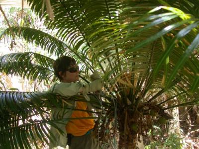 Ancient Cycads Studied on Guam
