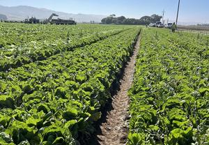 A field of romaine lettuce in California.