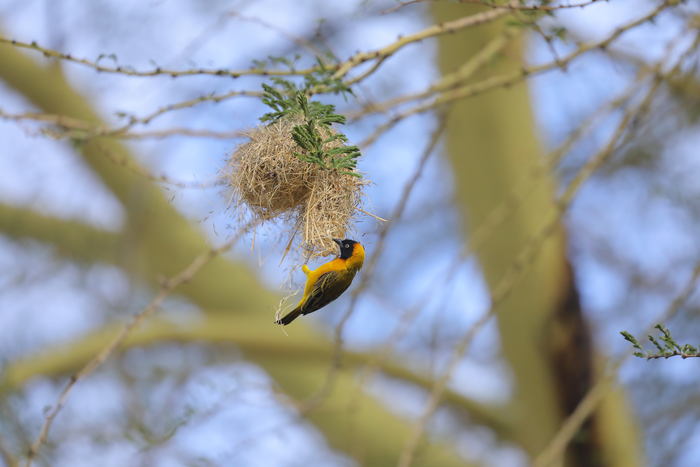 Lesser Masked Weaver