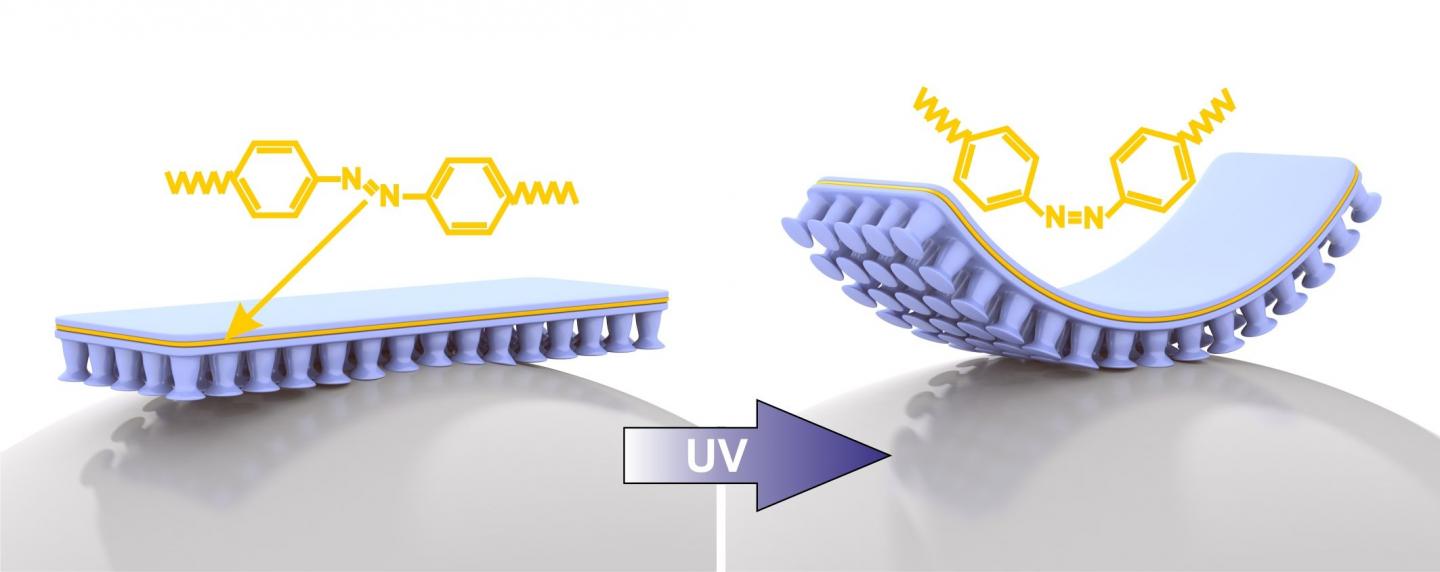 Composition of the New Material