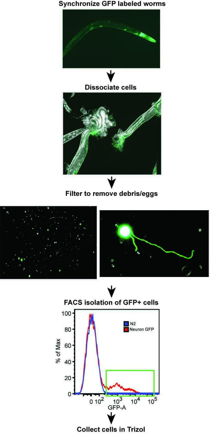 GFP Labeled Worms