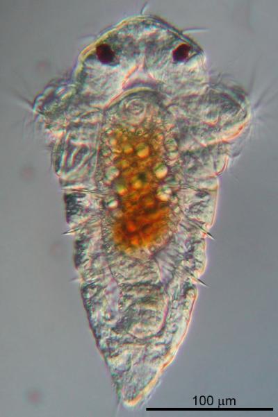 Larva of the Marine Tubeworm <i>Hydroides elegans</i>