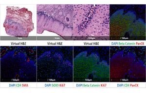 An example of the Cell DIVE's insight into cells