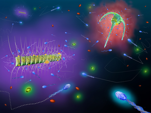 Foraging bacteria