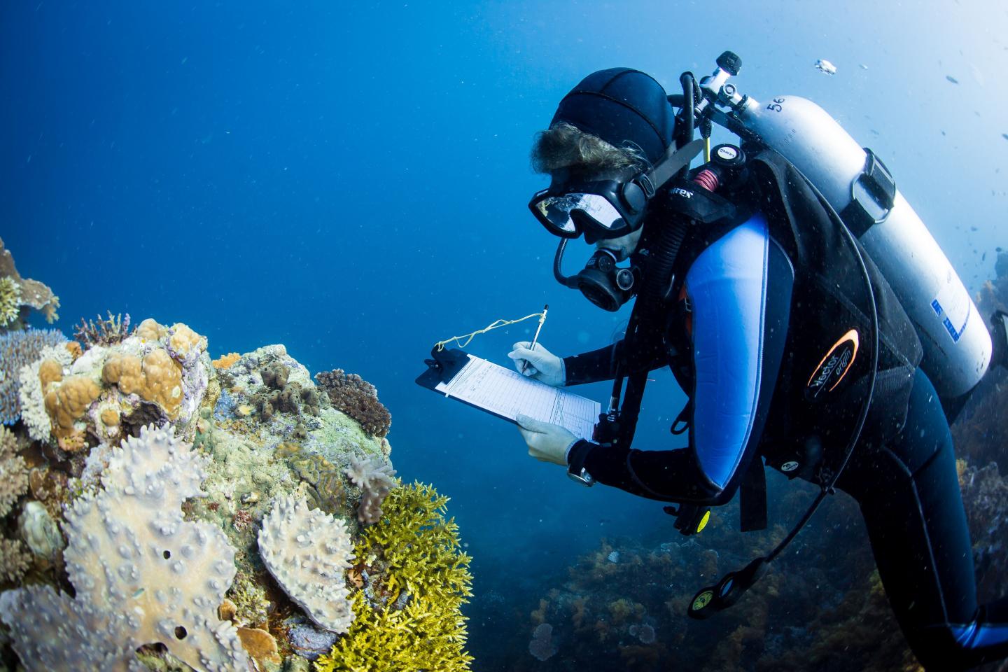 A Marine Scientist Collecting Coral Data