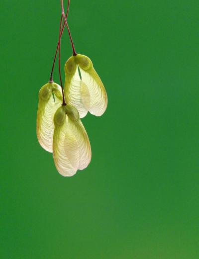 How Whirlybird Seeds Catch Air (1 of 2)