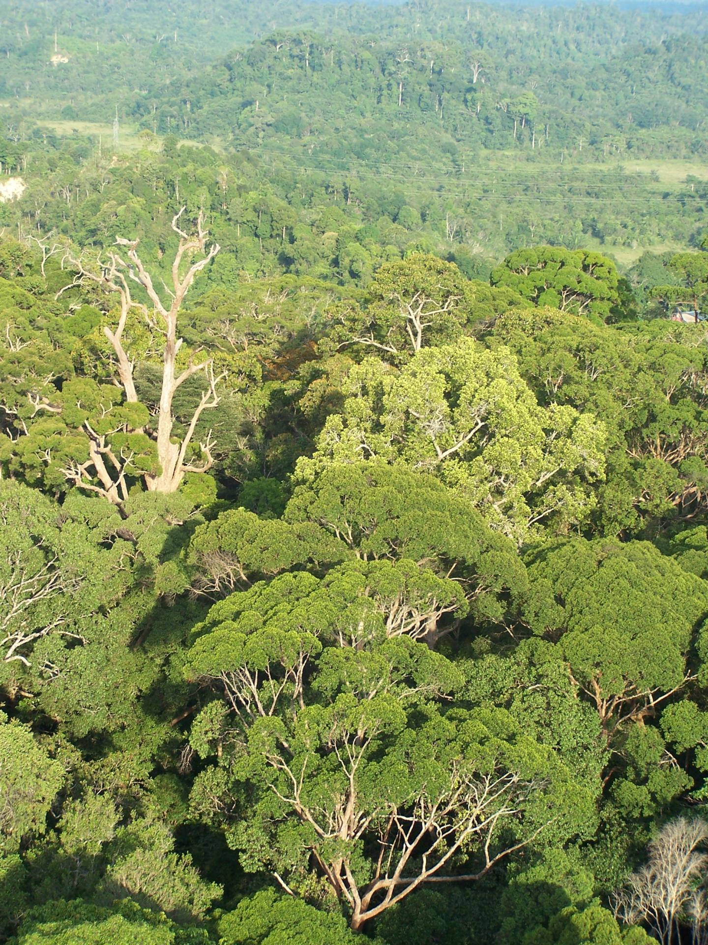 Long-Term Resilience of Earth's Tropical Forests in Warmer World (12 of 18)