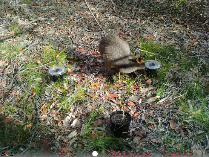 Swamp wallaby in experimental set-up