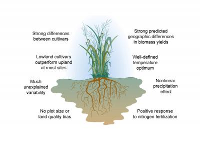 Switchgrass Yield Factors