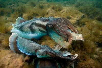 Cuttlefish Do not Bluff in Battle