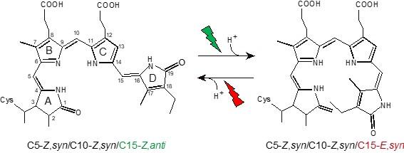 A proposed model of the green and red photoconversion of RcaE