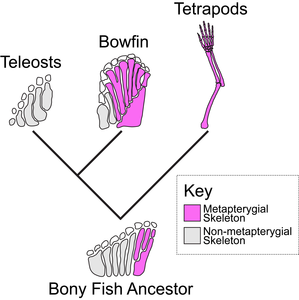The bowfin informs the evolution of the appendage skeleton