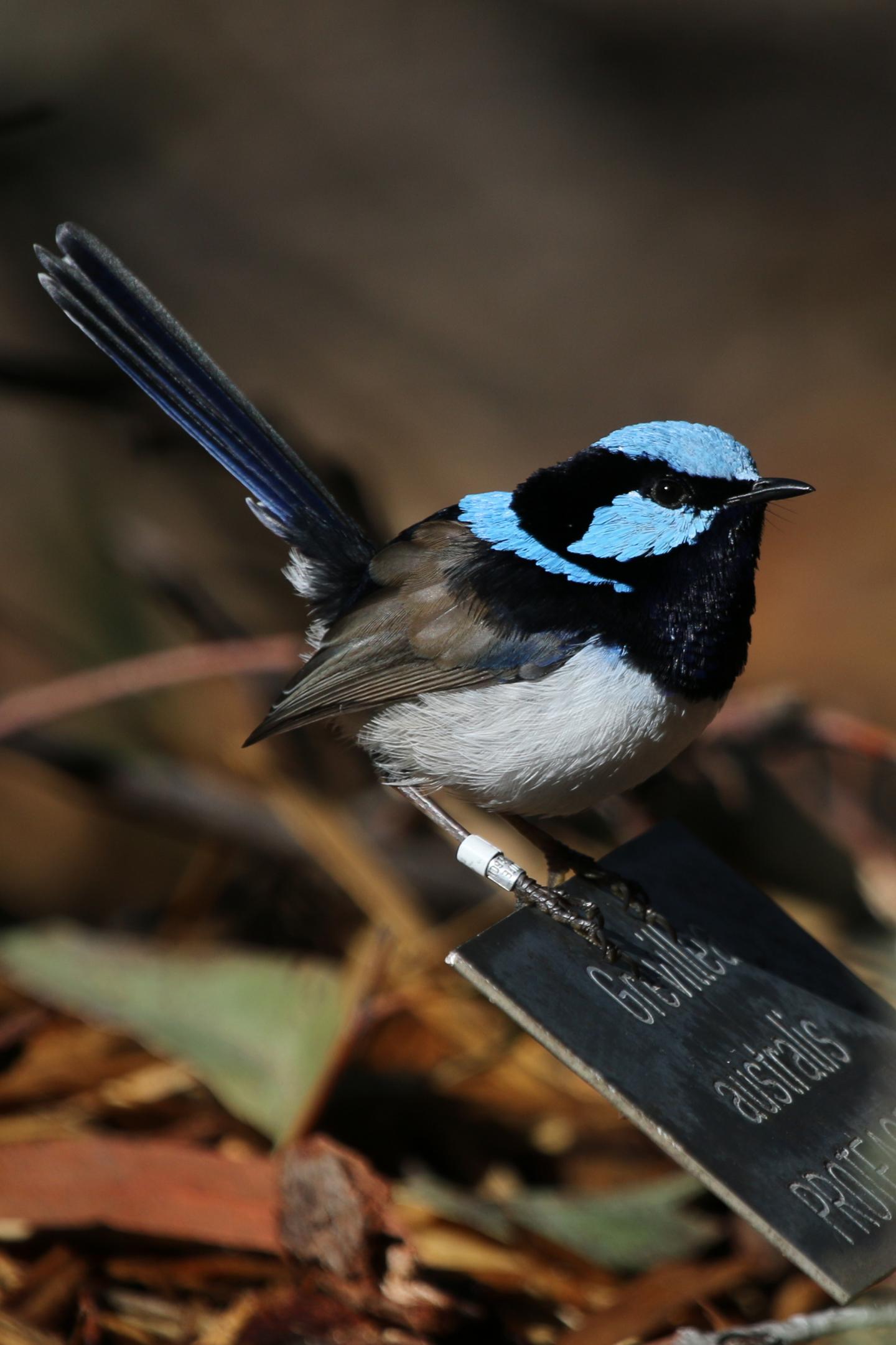 Superb Fairy Wren