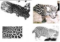 Turing Patterns in Leopard and Jaguar Coats
