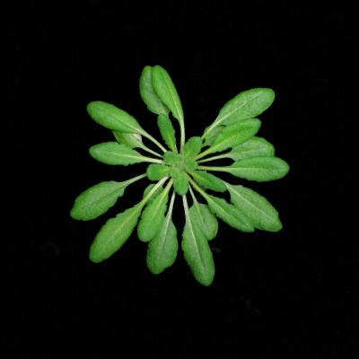 Standard Variety of Wild <i>Arabidopsis</i>