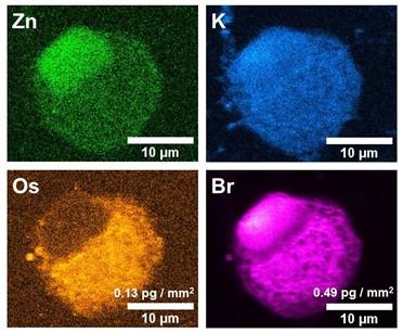 X-ray fluorescence images taken at the I14 beamline at Diamond