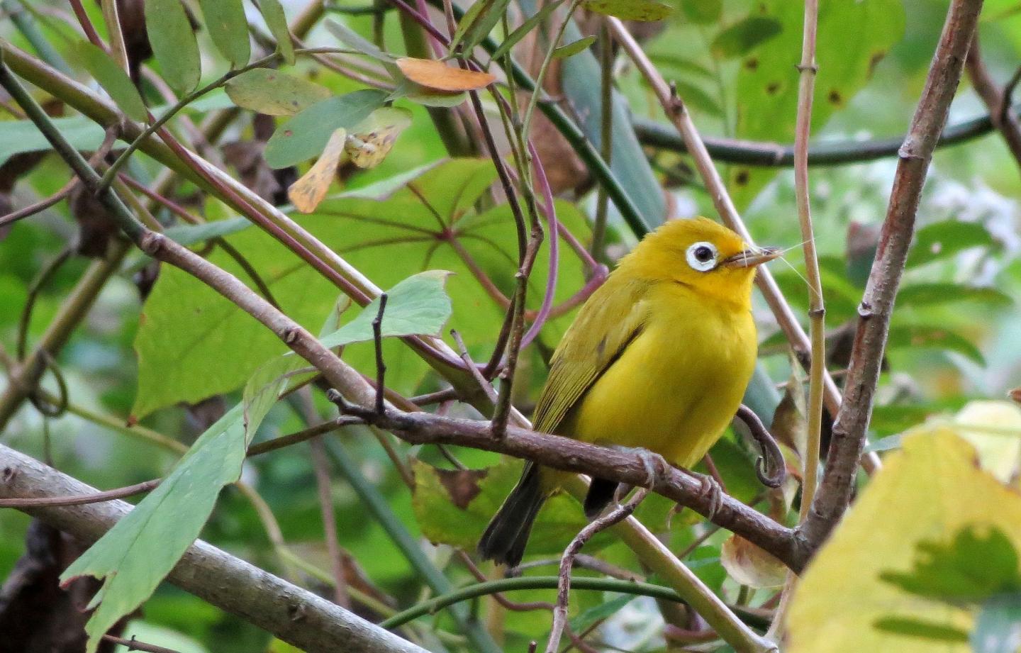 Wakatobi White-eye