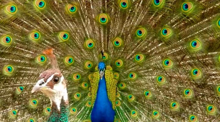 Peacock Courtship