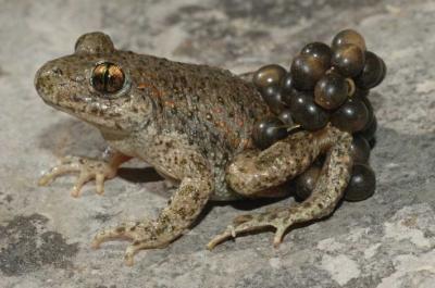 The End is in Sight for Amphibian Fungal Disease