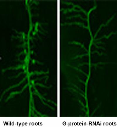 Lack of G Proteins in Soybeans