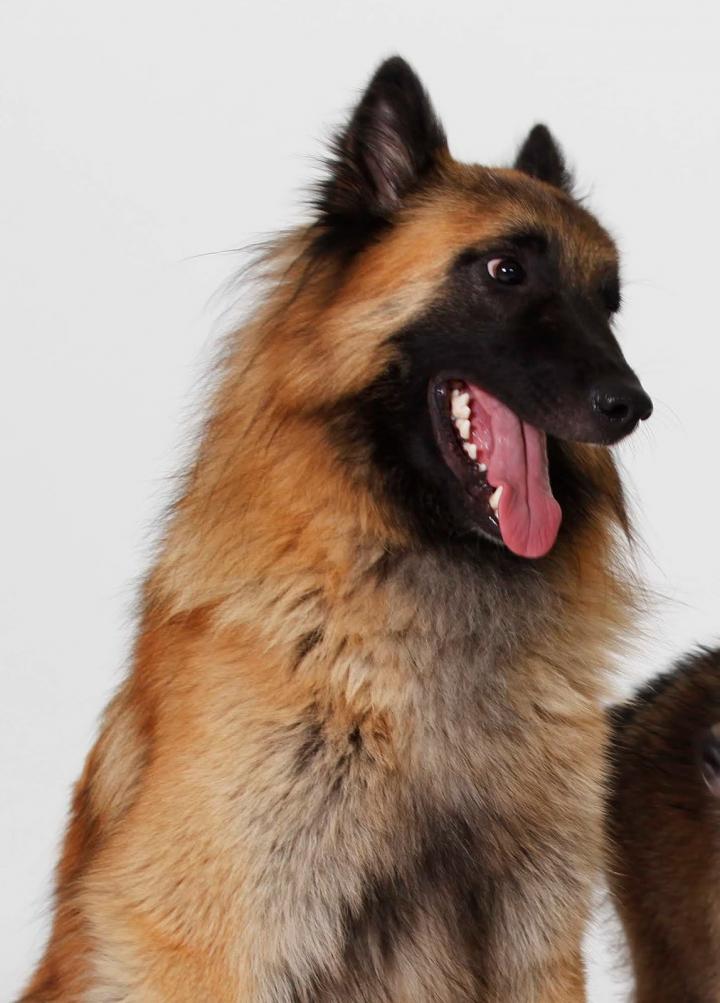 Dogs are sensitive to their owners' choice despite their own preference