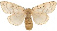 European Female Gypsy Moth
