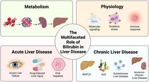 The Multifaceted Role of Bilirubin in Liver Disease