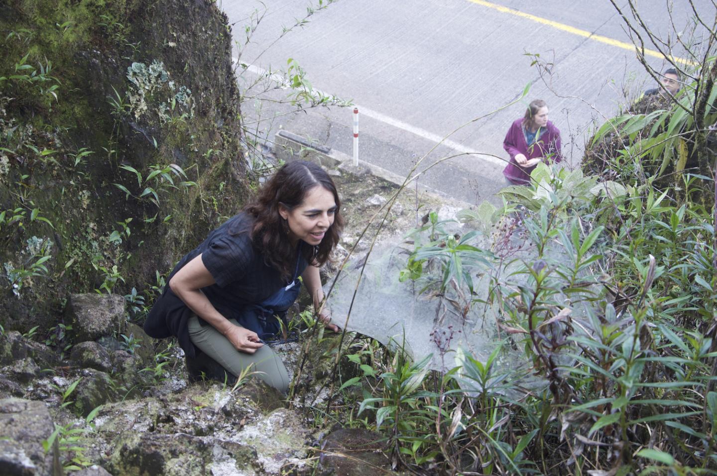 Spiders from Higher Elevation Live in Single-Family Groups