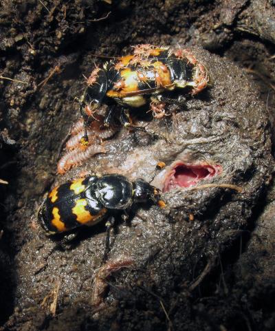 Winning Image -- Burrowing Beetles on a Mouse Carcass