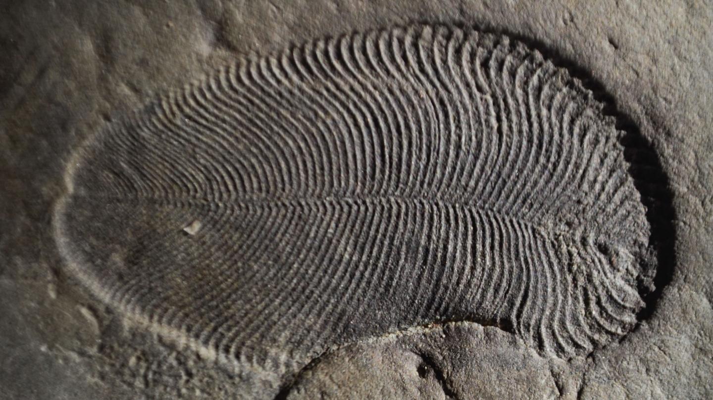 <i>Dickinsonia</i> Fossil