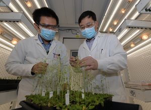 Researchers with plants