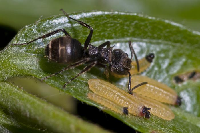 Mutualistic interaction between caterpillars and ants is highly specific, study shows