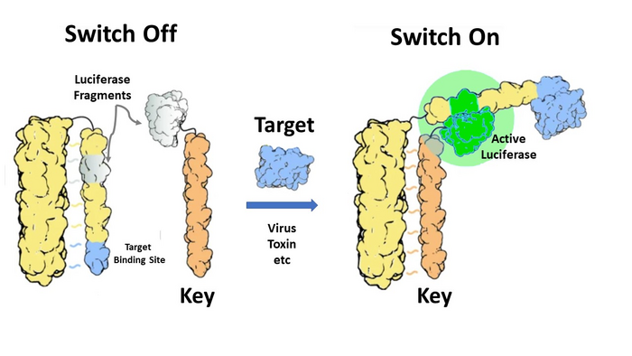 The molecular switch embedded in the biopolymer sensor