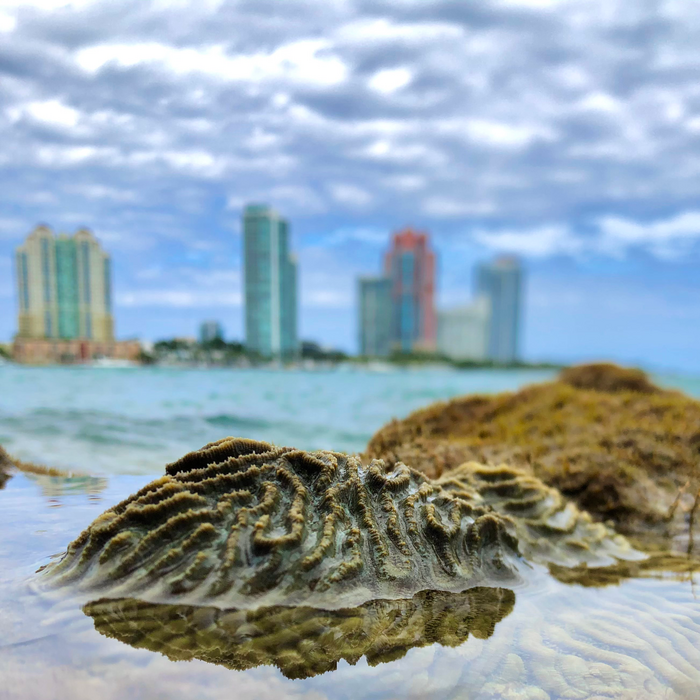 Coral persistence despite marginal conditions in the Port of Miami