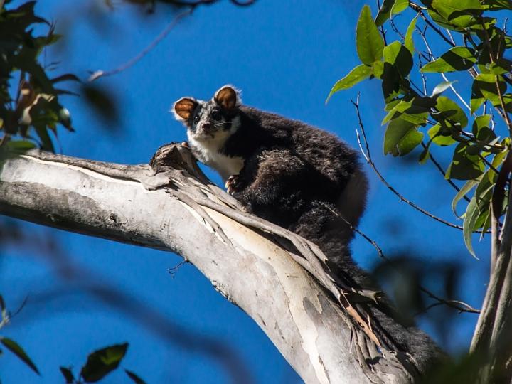 Greater Glider